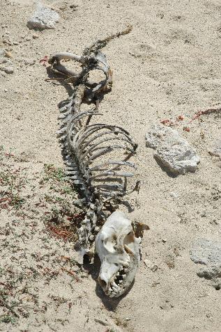 20060117102553   Critter skeleton